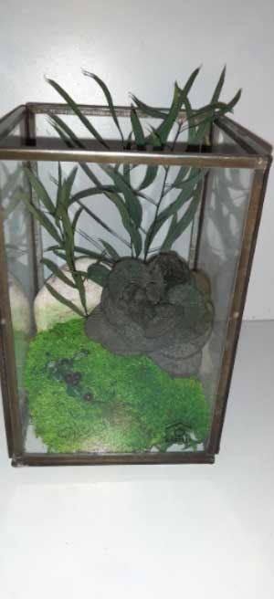 Terrarium 3