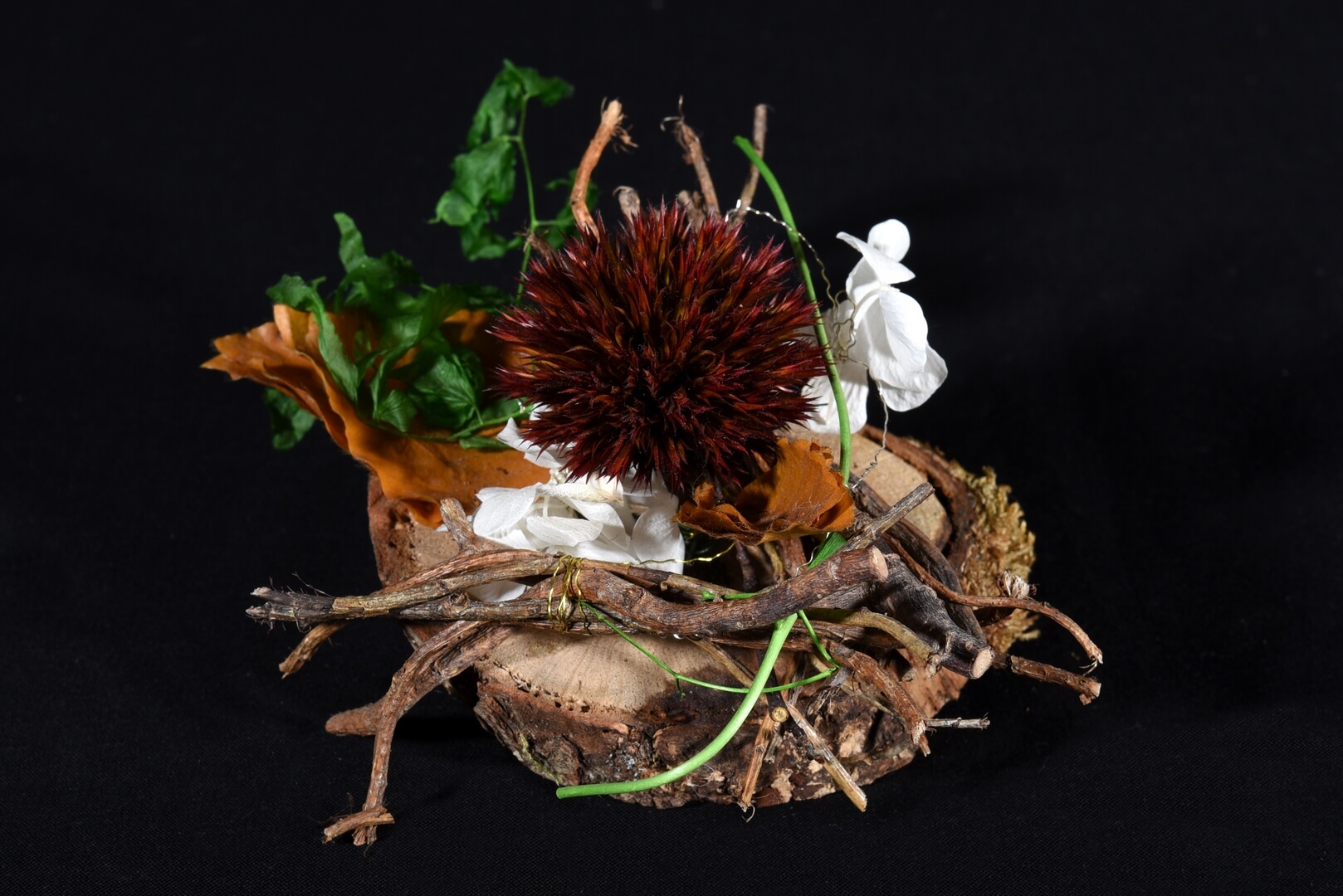 Chardon sur Rondelle