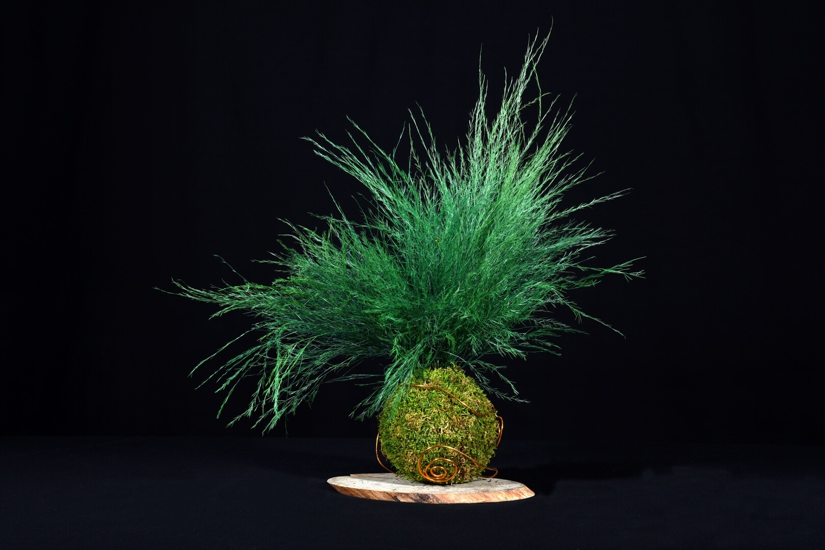 Kokedama Asparagus